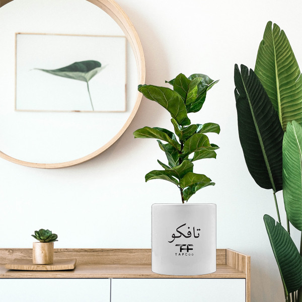 گیاه طبیعی فیکوس لیراتا آفریقایی تافکو مدل مینیاتوری کد s1