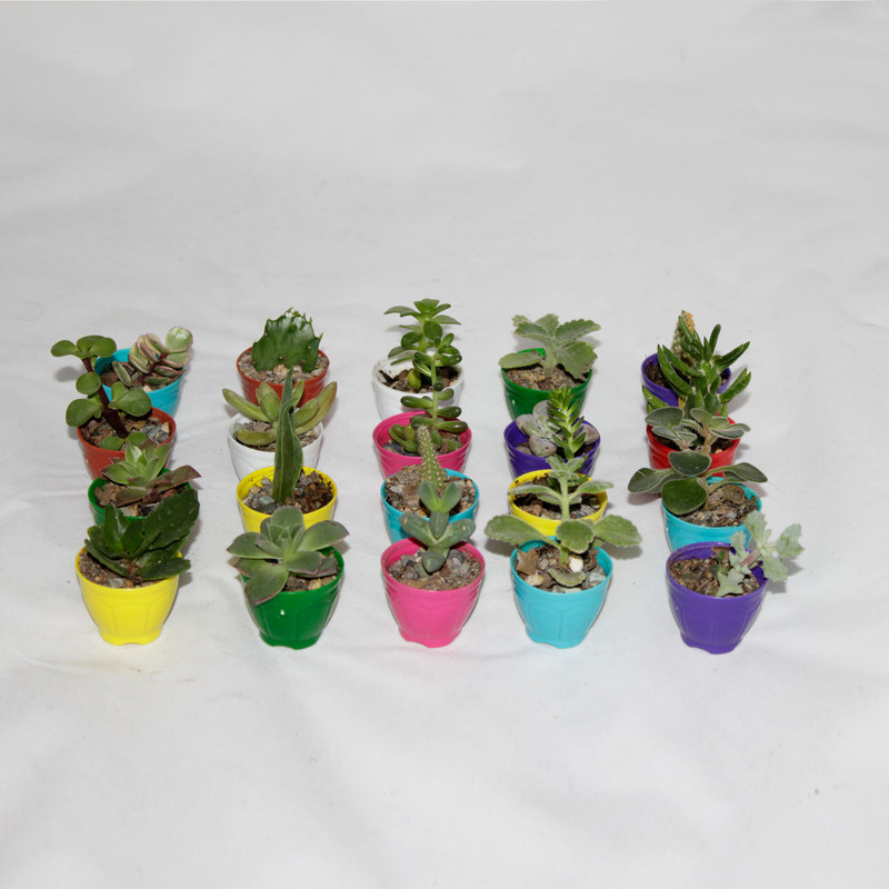 گیاه طبیعی سینورشد کاکتوس و ساکولنت انگشتی کد CS20 بسته 20 عددی