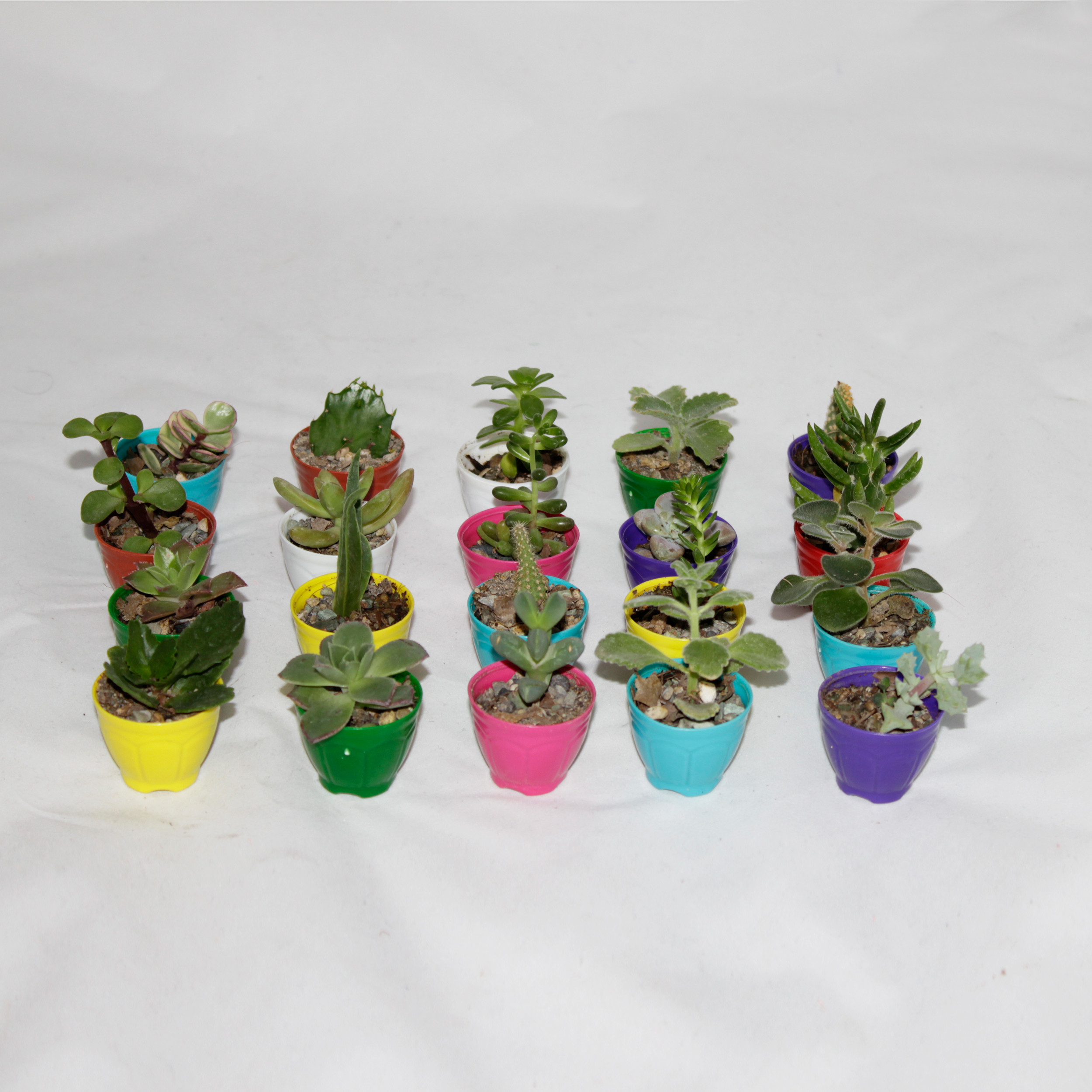 گیاه طبیعی سینورشد کاکتوس و ساکولنت انگشتی کد CS20 بسته 20 عددی گیاه طبیعی سینورشد کاکتوس و ساکولنت انگشتی کد CS20 بسته 20 عددی