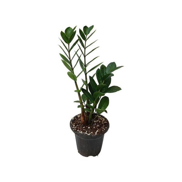 گیاه طبیعی زاموفیلیا سبز مدل 003