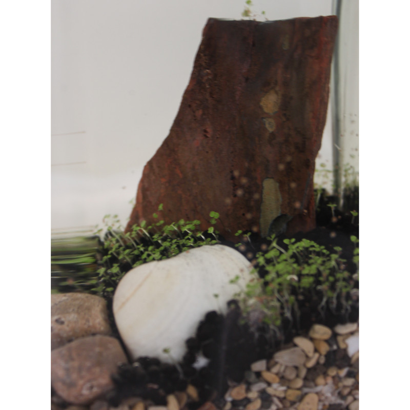 ویواریوم گیاه طبیعی کد viv-k115 ویواریوم گیاه طبیعی کد viv-k115