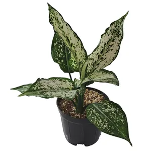 گیاه طبیعی آگلونما کد 001