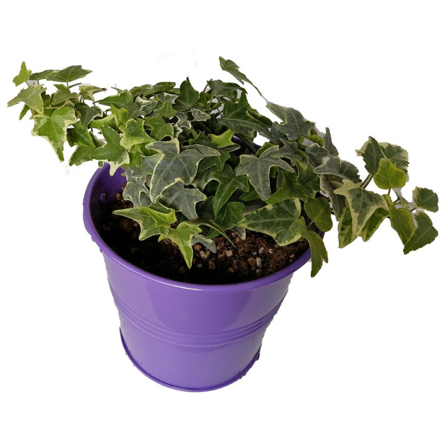 گیاه طبیعی پاپیتال کد wf05