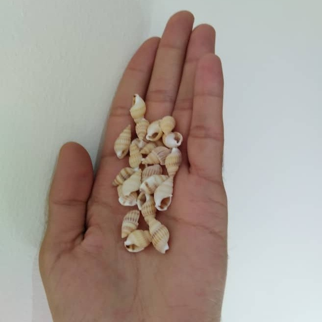 صدف تزئینی مدل yelo20 وزن 40 گرم