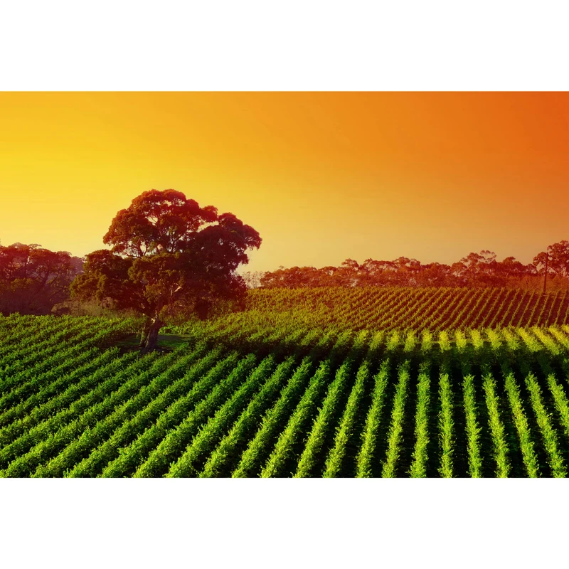 تابلو شاسی مدل دشت و درخت و غروب آفتاب T7116