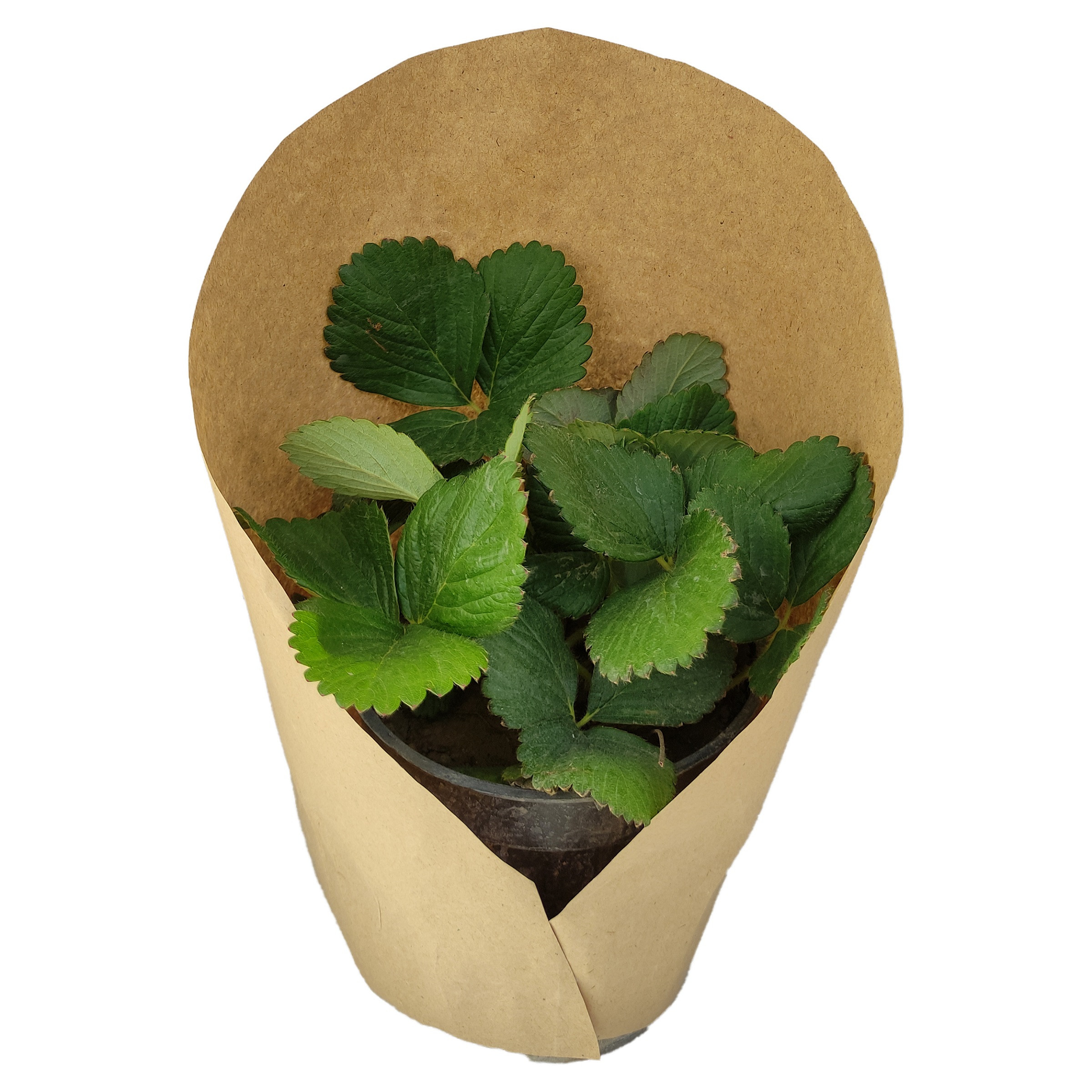 گیاه طبیعی توت فرنگی کد yt47