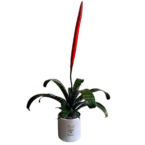 گیاه طبیعی ورزیا تافکو مدل پوست ماری کد 3x گیاه طبیعی ورزیا تافکو مدل پوست ماری کد 3x