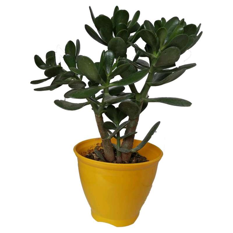 گیاه طبیعی کراسولا قاشقی کد mp03