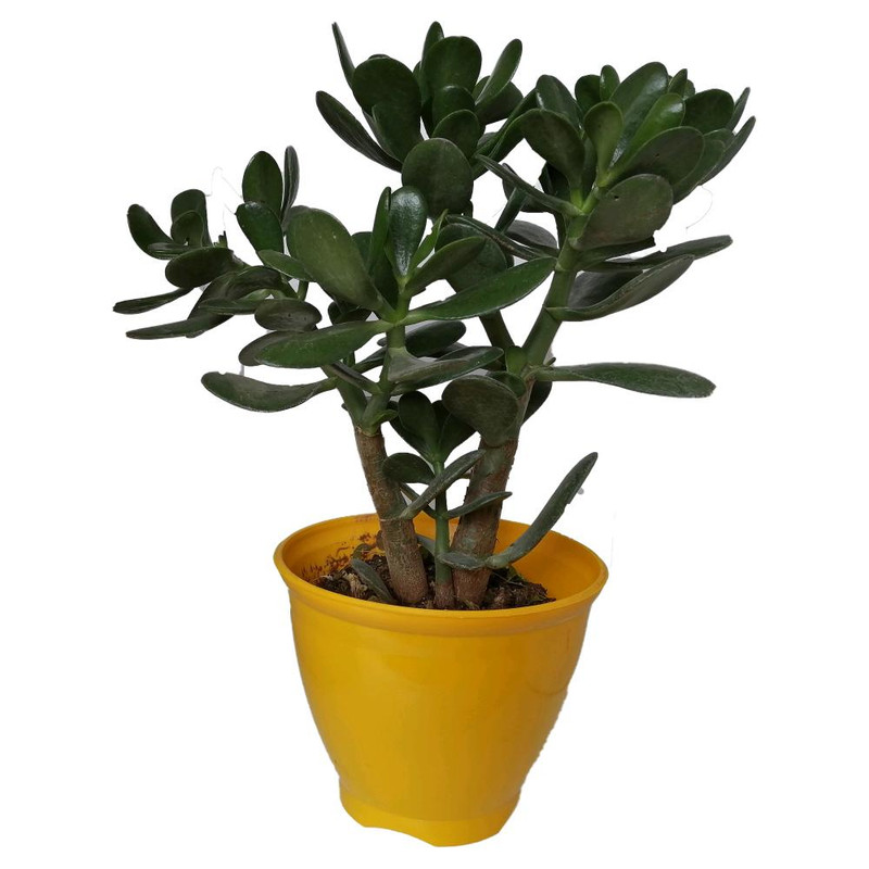 گیاه طبیعی کراسولا قاشقی کد mp03