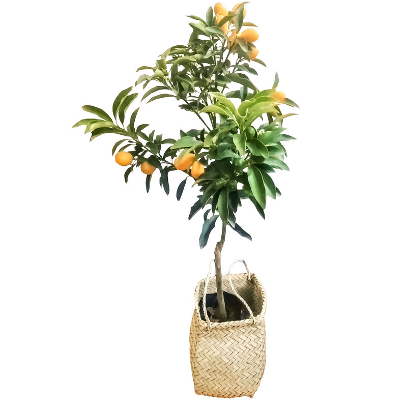 گیاه طبیعی کامکوات مدل B-10