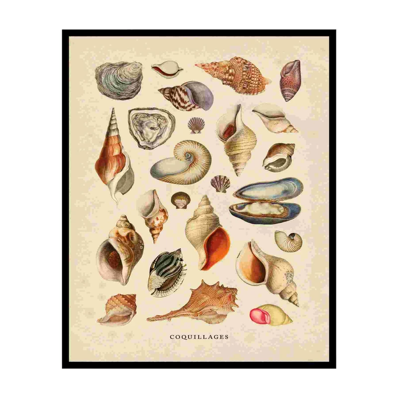 پوستر مدل چاپ صدف‌های دریایی