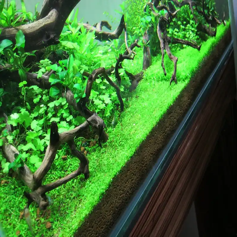 بذر چمن آکواریوم مدل MONTE وزن 5 گرم