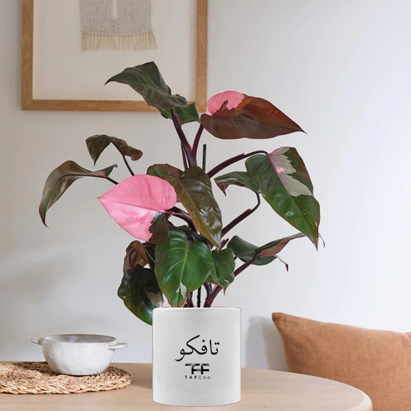 گل طبیعی فیلودندرون تافکو مدل پینک پرنسس کد 2x گل طبیعی فیلودندرون تافکو مدل پینک پرنسس کد 2x