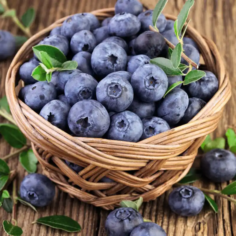 بذر بلوبری گلدتراپ سانیا سید مدل SS79