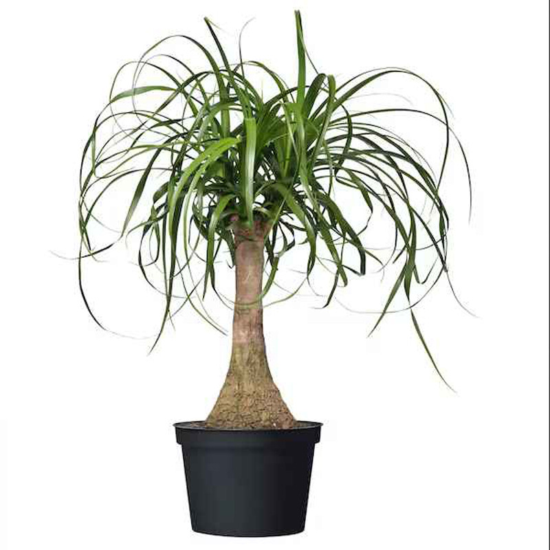 کود تقویتی مخصوص لیندا ظرافت مدل KO21133 وزن 100 گرم