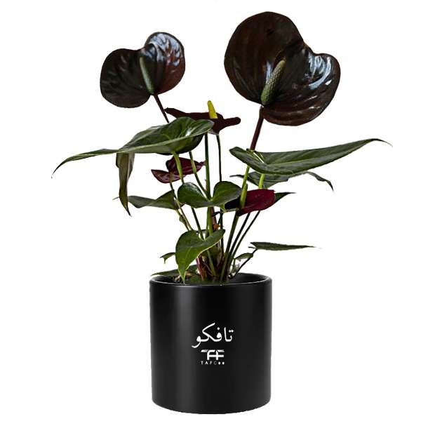 گل طبیعی آنتوریوم بلک تافکو مدل کاکسیونی کد 2x گل طبیعی آنتوریوم بلک تافکو مدل کاکسیونی کد 2x