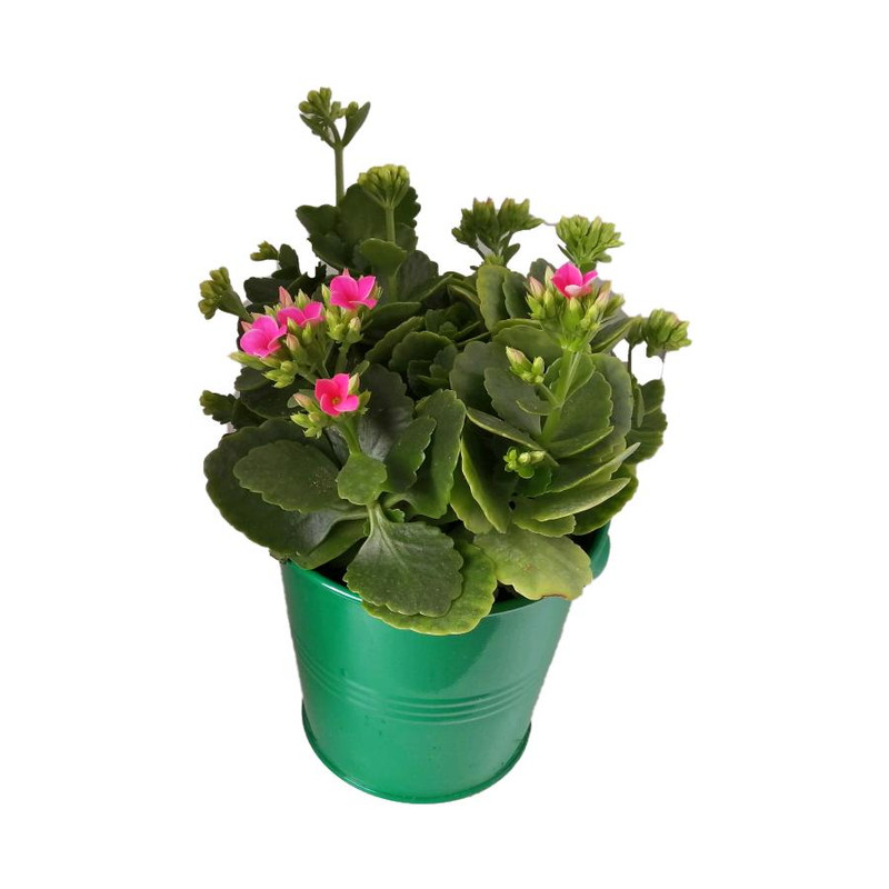 گیاه طبیعی کلانکوا کد af04