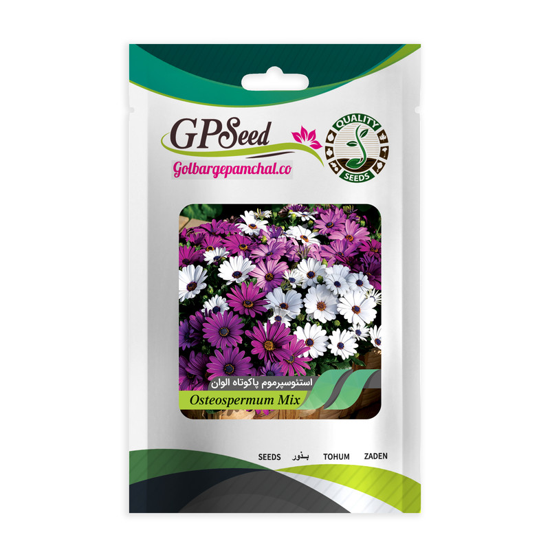 بذر گل استئوسپرموم پاکوتاه الوان گلدانی گلبرگ پامچال کد GPF-013