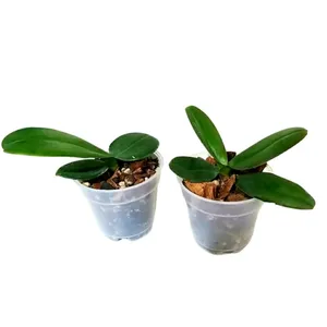 گل طبیعی ارکیده مدل نشائی بسته 2 عددی
