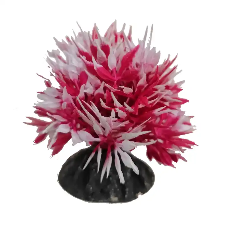 گیاه تزیینی آکواریوم مدل بوته کوتوله