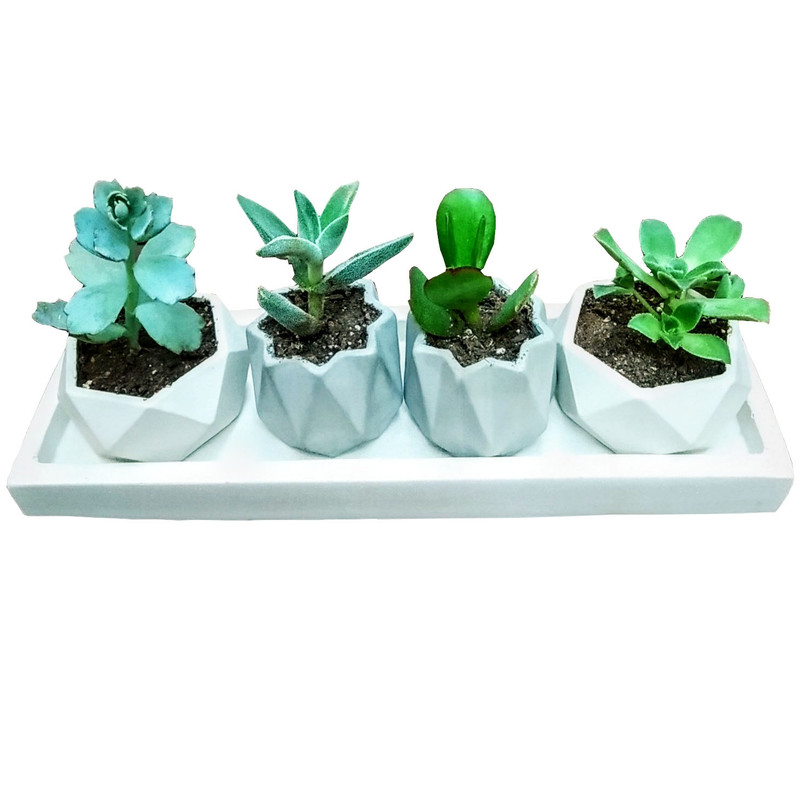 گیاه طبیعی ساکولنت مدل B-8 مجموعه 4 عددی
