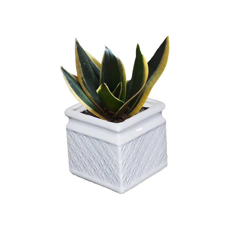 گیاه طبیعی سانسوریا بلک گلد کد AS-001 گیاه طبیعی سانسوریا بلک گلد کد AS-001