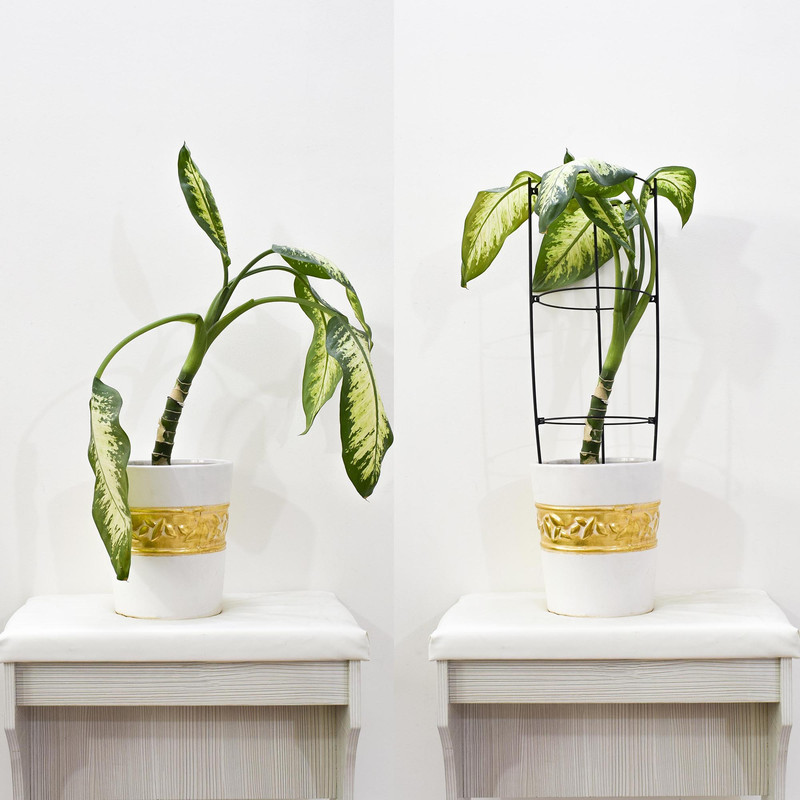 قیم نگهدارنده گیاه مدل ایستا 60