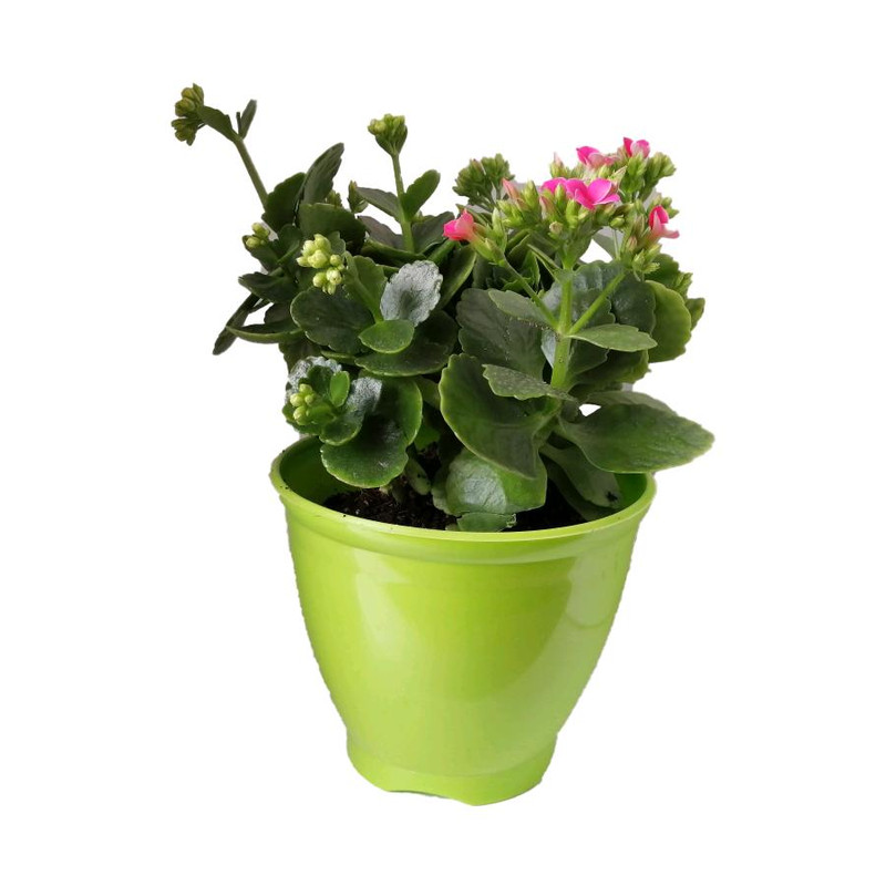 گیاه طبیعی کلانکوا کد ap02