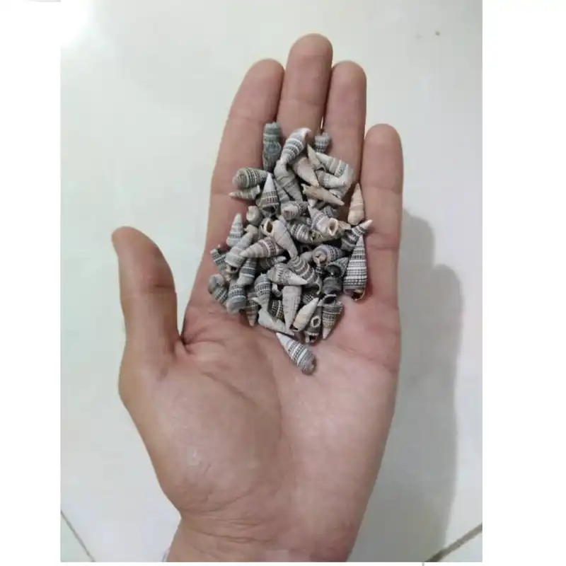 صدف تزئینی آکواریوم مدل Opox100 وزن 50 گرم