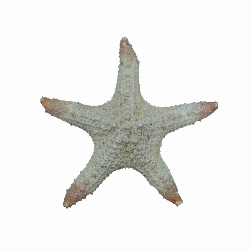 ستاره دریایی تزیینی مدل p1