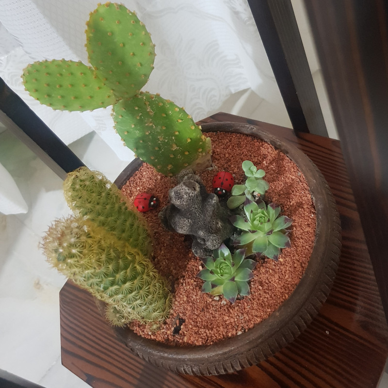 گیاه طبیعی کاکتوس مدل دیش گاردن کد 2022 گیاه طبیعی کاکتوس مدل دیش گاردن کد 2022