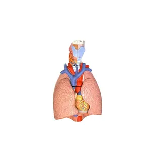 کیت آموزشی مولاژ بدن مدل دستگاه تنفس