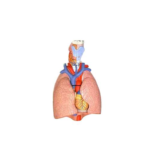 کیت آموزشی مولاژ بدن مدل دستگاه تنفس