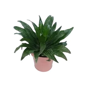 گیاه طبیعی دراسنا کامپکت کد zf06
