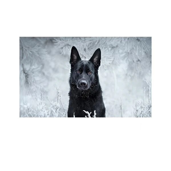   پادری مدل حیوانات کد HSHMA0090 سایز 76x46 سانتی متر