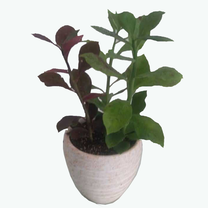 گیاه طبیعی فردوس کد F01