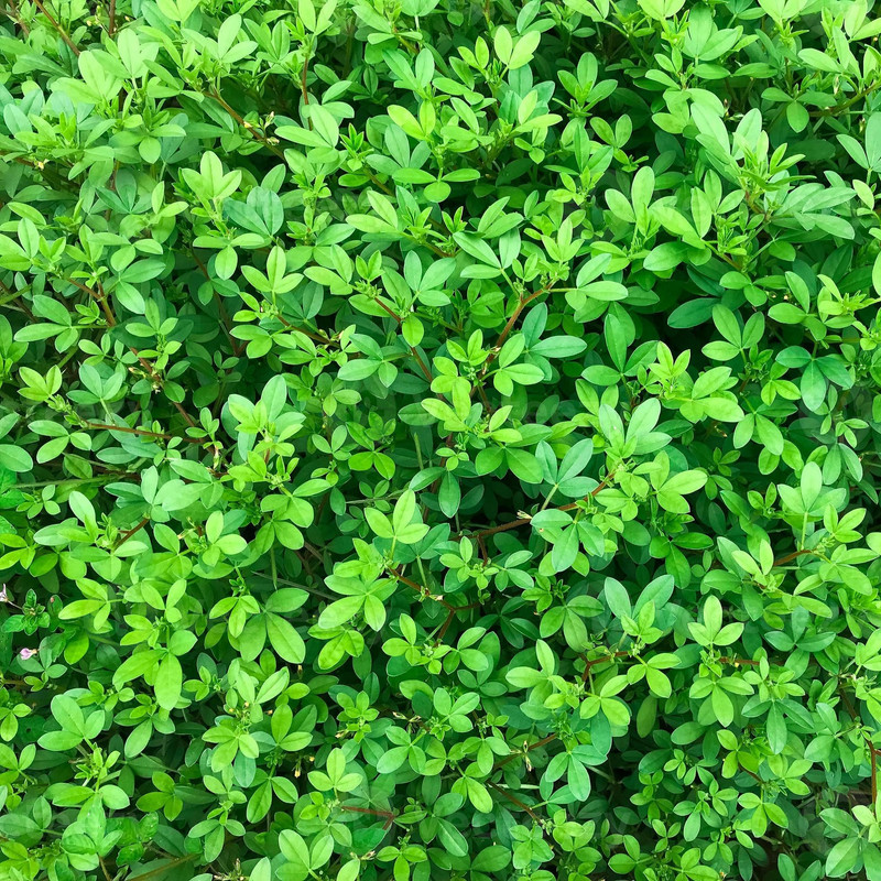 بذر یونجه ظرافت مدل BZ18227 بذر یونجه ظرافت مدل BZ18227