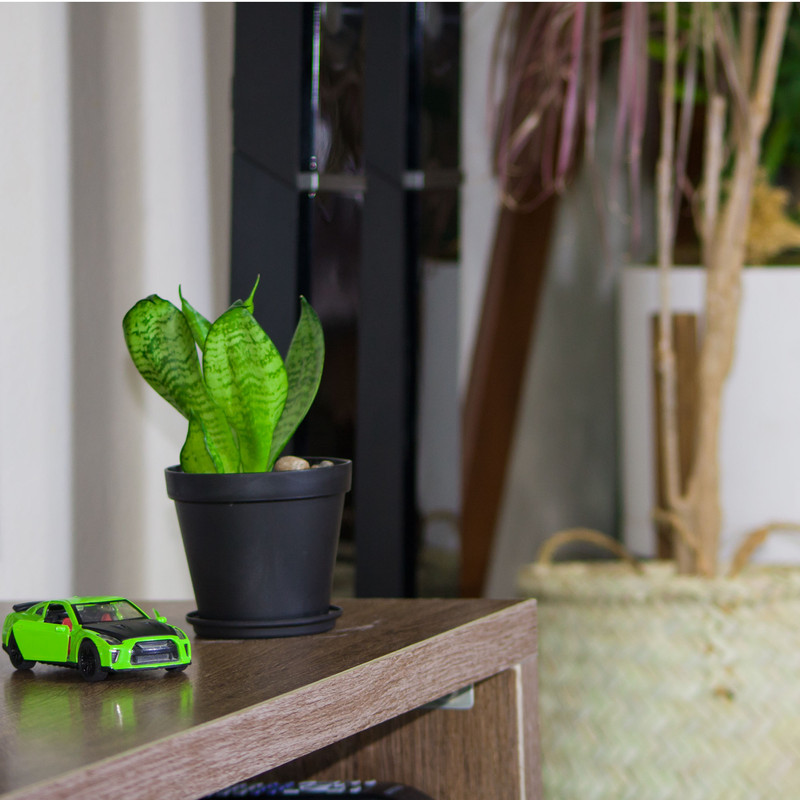 گیاه طبیعی سانسوریا مدل پاکوتاه