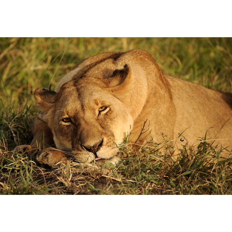 تابلو شاسی طرح حیوان شیر مدل T1459