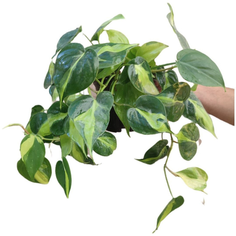 گیاه طبیعی اسکاندیس ابلق مدل 03