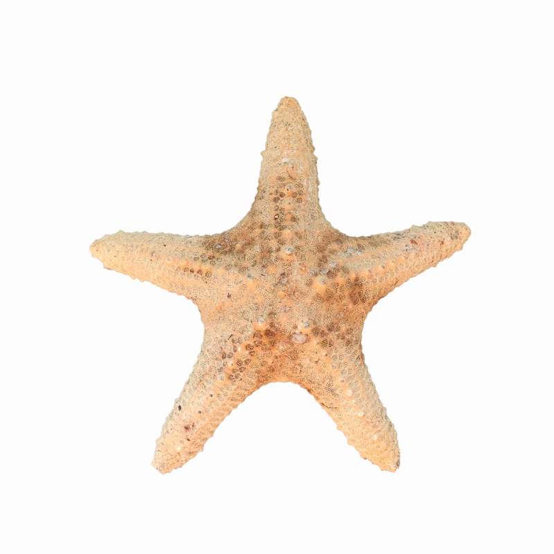 ستاره دریایی تزیینی مدل f6