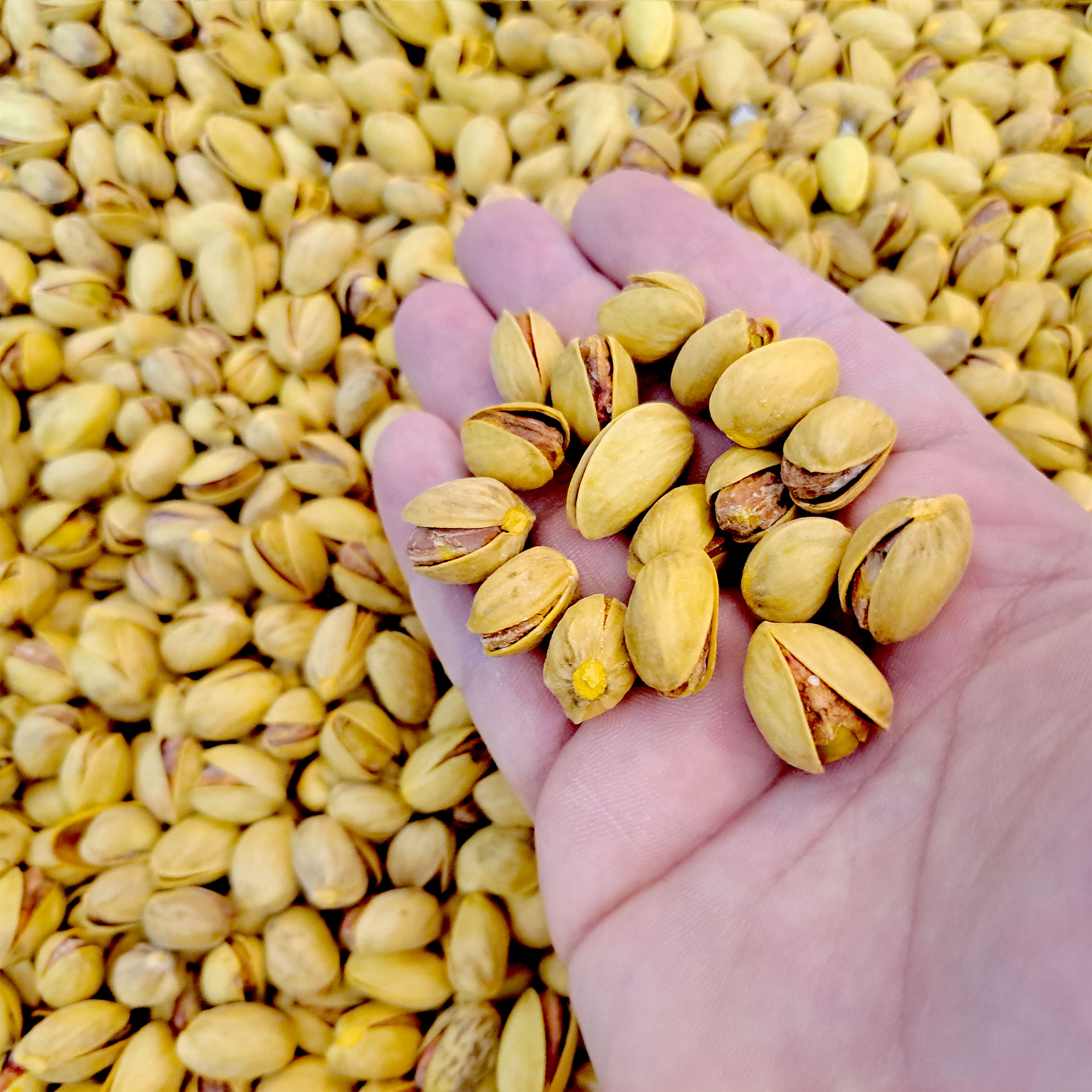 پسته فندقی نمکین و بوداده کم نمک بابازاده اسبق - 250 گرم