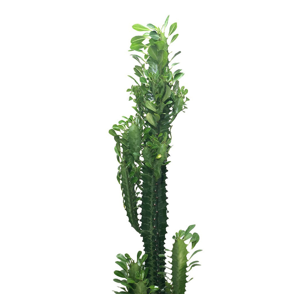 گیاه طبیعی افوربیا گلیتال مدل GTL102