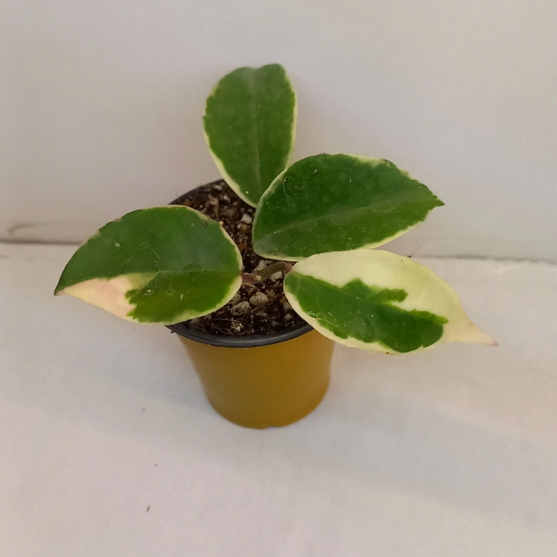 گیاه طبیعی هویا کریمسون کویین مدل 07