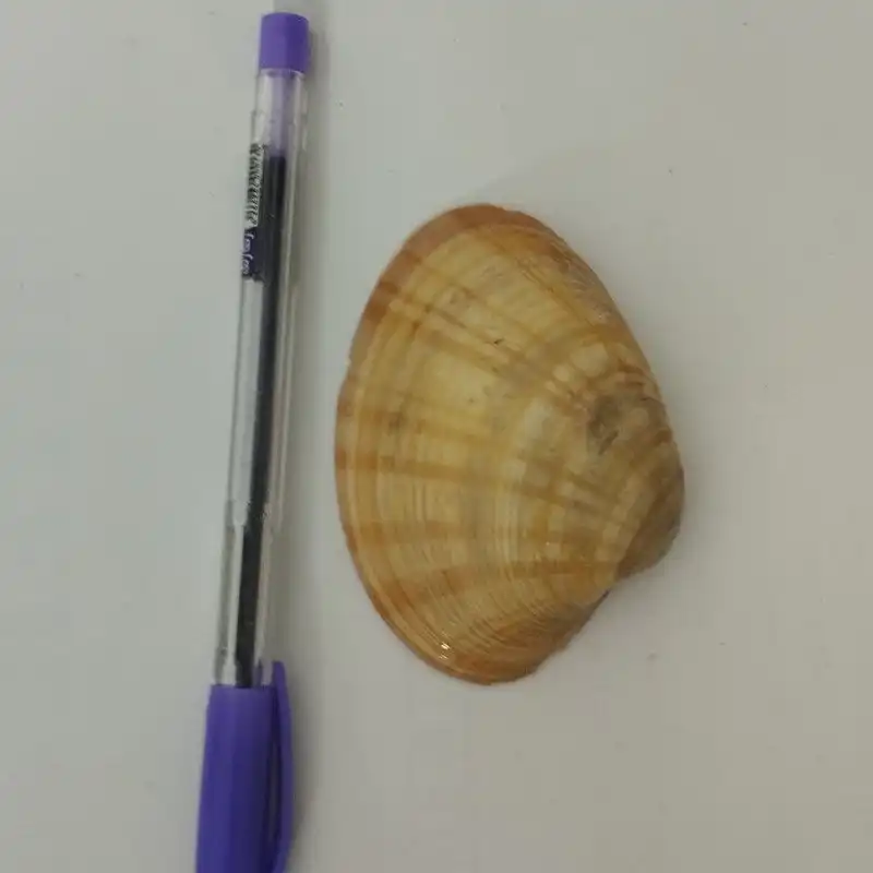 صدف تزئینی آکواریوم مدل C01