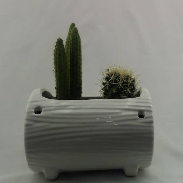 گیاه طبیعی کاکتوس مدل K002 گیاه طبیعی کاکتوس مدل K002