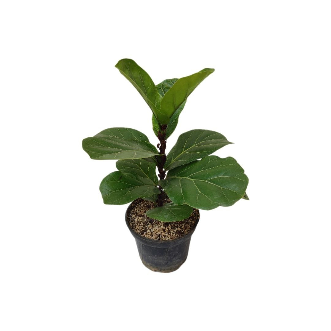 گیاه طبیعی فیکوس لیراتا مدل 014 گیاه طبیعی فیکوس لیراتا مدل 014