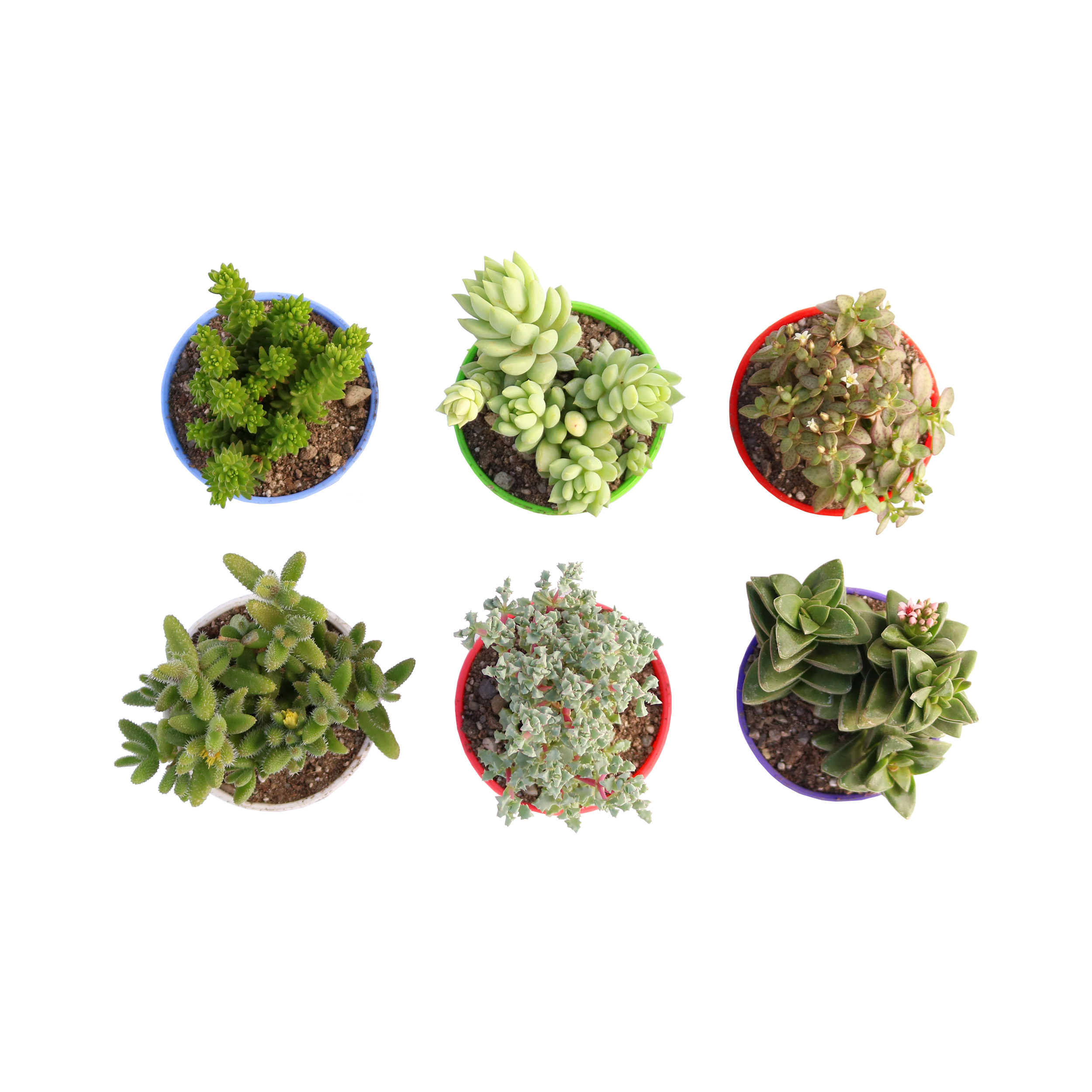 گیاه طبیعی ساکولنت آیدین کاکتوس کد CB-047 بسته 6 عددی