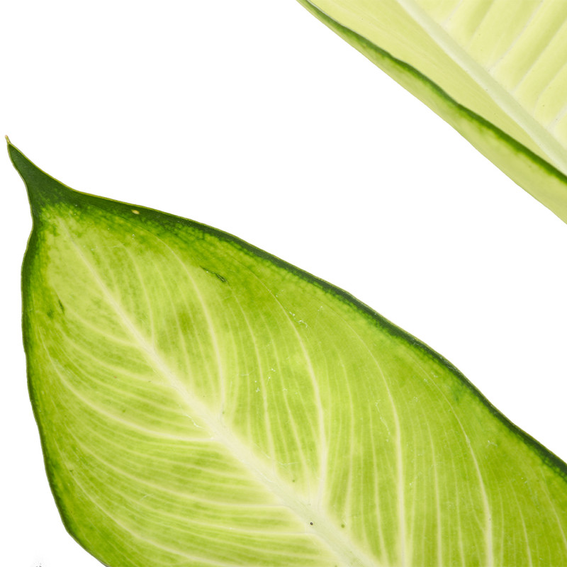 گیاه طبیعی دیفن باخیا کاملیا کد 10512/2202