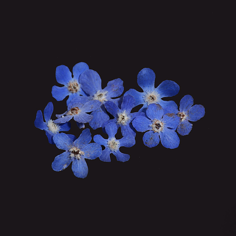 گل خشک مدل پنج پر کبود کد TW-900 مجموعه 10 عددی